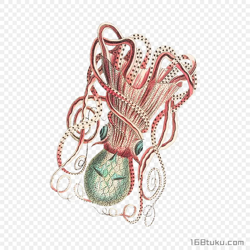 手绘写实海洋章鱼插画